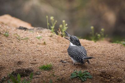 Close-up of bird catching insect on field