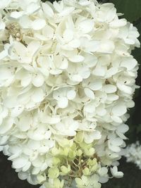 Close-up of white flowers blooming outdoors