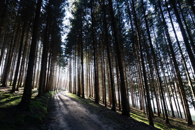 Trees in forest