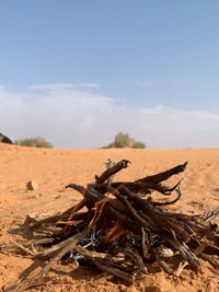 Driftwood on sand on field against sky