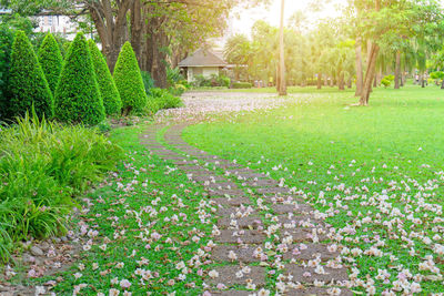 View of footpath in park