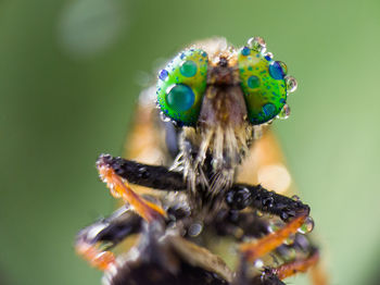 Close-up of insect on flower