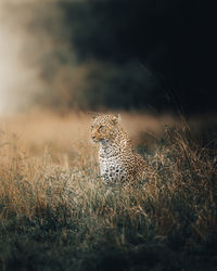 Bahati the green eyed leopardess