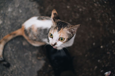 Close-up portrait of tabby kitten