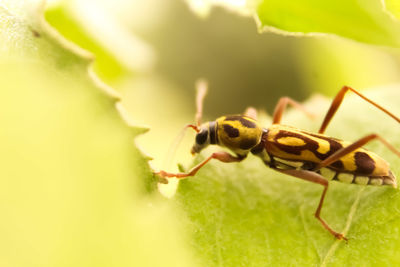 Close-up of insect on leaf