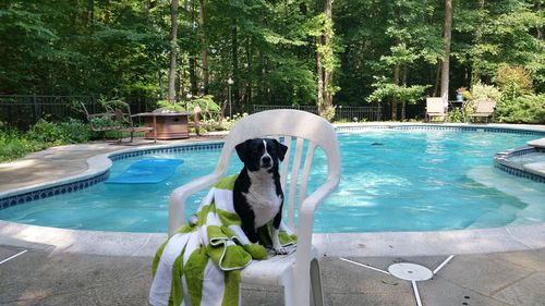 Dog relaxing on chair at poolside