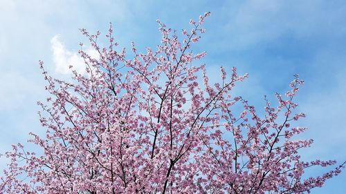 Low angle view of cherry blossoms against sky