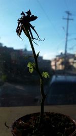 Close-up of plant against blurred background