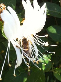 Close-up of white flower blooming outdoors