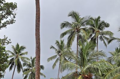 Low angle view of palm trees against sky