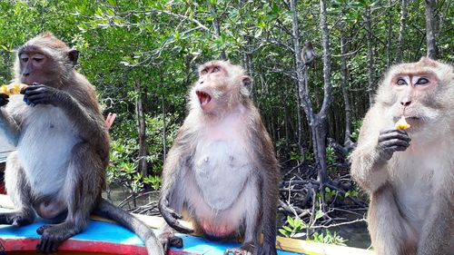 Monkey sitting in a forest