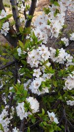 Close-up of white flowers