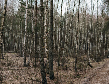View of trees in forest