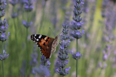 Close-up of butterfly on lavender