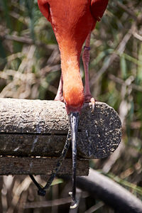 Scarlet ibis eating a small fish, colorful, wood, green