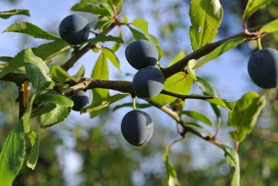 Low angle view of fruits growing on tree against sky