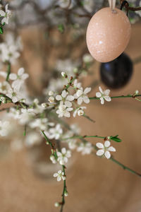 Close-up of cherry blossom