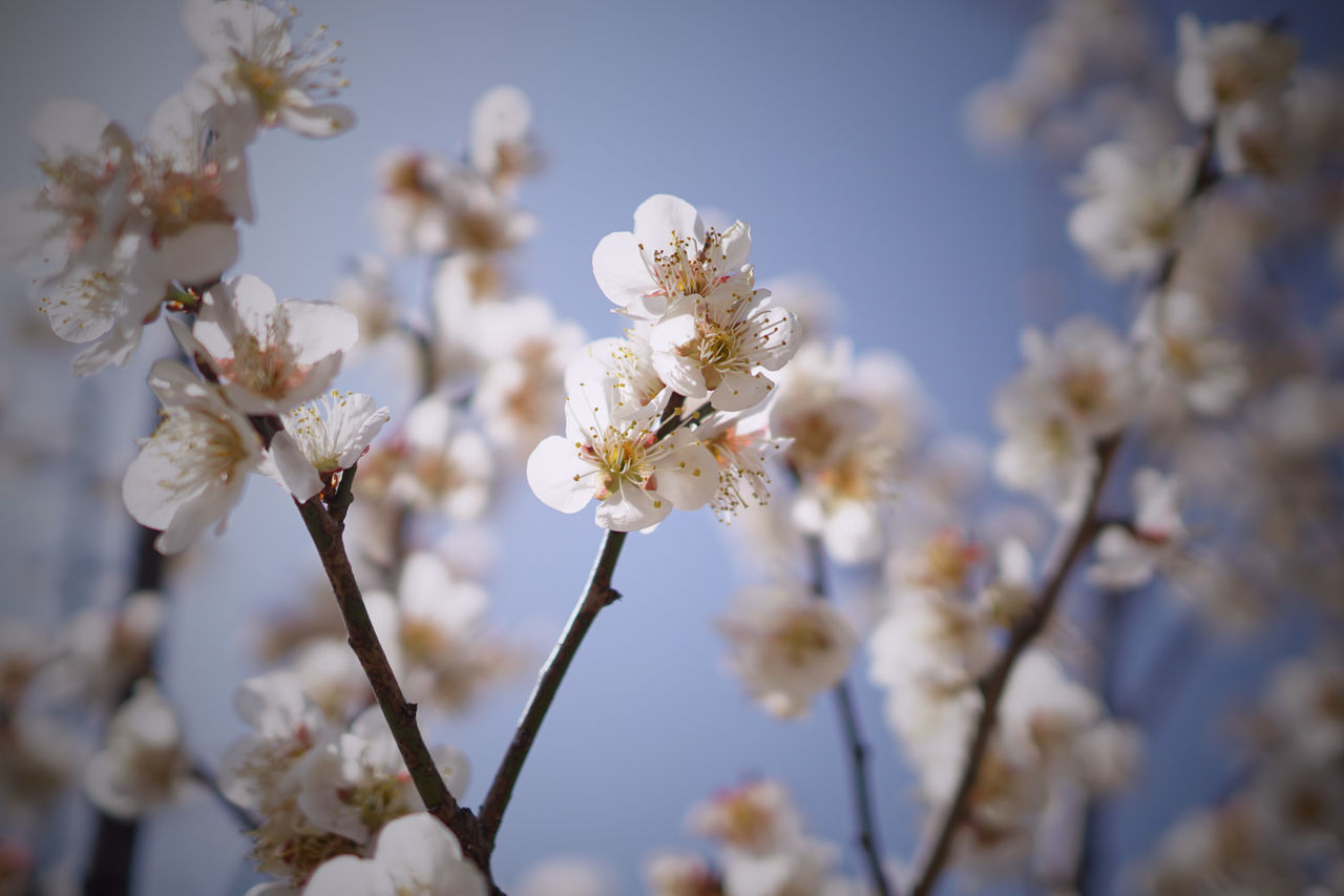 flower, freshness, fragility, growth, white color, focus on foreground, beauty in nature, nature, branch, blossom, tree, petal, cherry blossom, close-up, blooming, flower head, in bloom, low angle view, springtime, twig