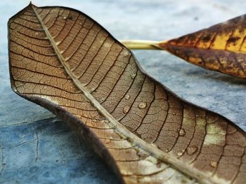 Close-up of dried leaves on wood