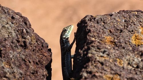 Close-up of a rock