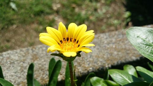 Close-up of yellow flower blooming outdoors