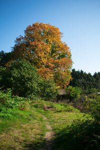 Trees on field against clear sky