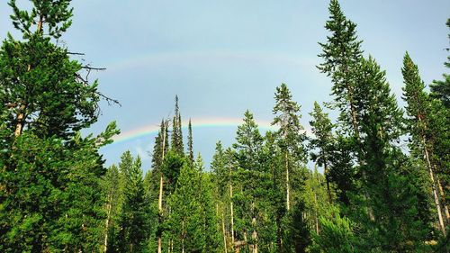 Low angle view of pine trees against sky