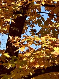 Low angle view of maple leaves against sky