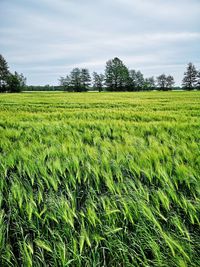 Scenic view of agricultural field against sky