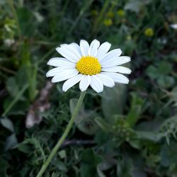 Close-up of white flower blooming outdoors