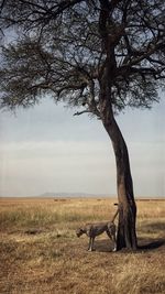 Side shot of a dog standing under tree on landscape