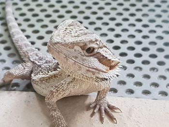 Close-up of a lizard