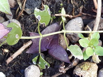 Close-up of leaves on field