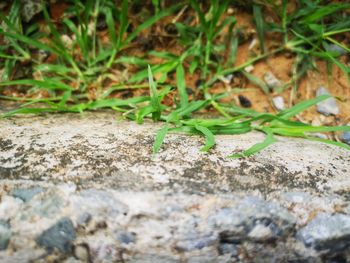 Close-up of insect on field