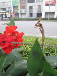 Close-up of red flower