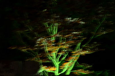 Defocused image of trees in forest at night