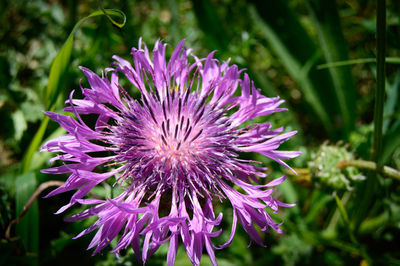 Close-up of purple flowers blooming