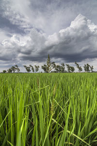 Scenic view of agricultural field against sky