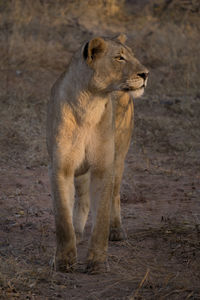 Full length of a cat looking away