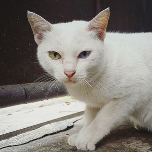 Close-up portrait of white cat