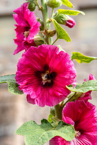 Close-up of pink flowering plant