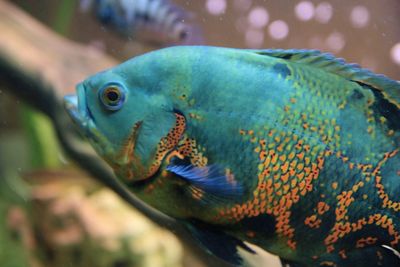 Close-up of fish swimming in sea