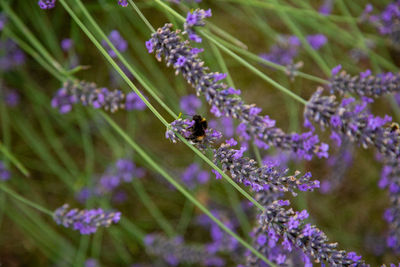 Close-up of bee pollinating on purple flowering plant