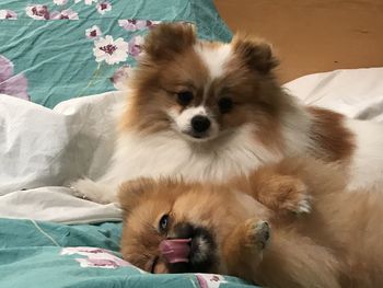 Portrait of dogs relaxing on bed at home