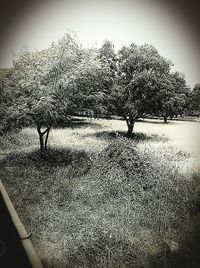 Trees on field