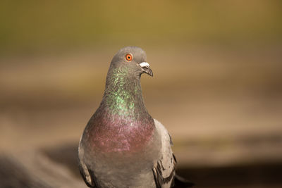 Close-up of pigeon perching