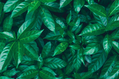 Full frame shot of green leaves