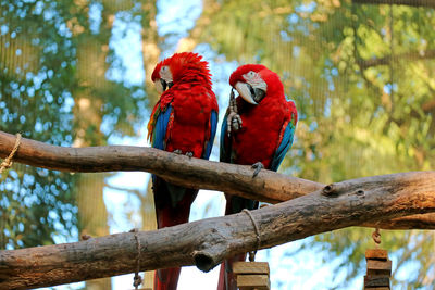 View of parrot perching on branch