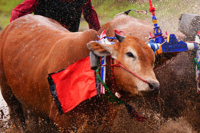 mammal