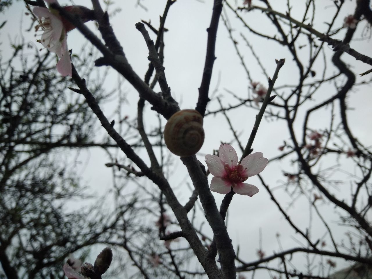 LOW ANGLE VIEW OF CHERRY BLOSSOM